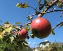 apples-iMaffo-flckr.jpg